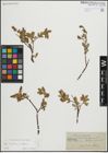 Foto von Salix hastata L. x Salix repens L.